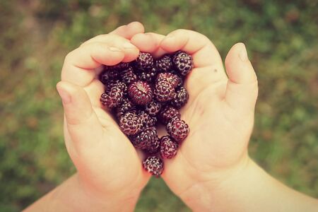 A young child's hands are holding a bunch of freshly picked wild Black Cap Raspberries outside on a summer day.  Vintage style color.の写真素材