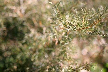 Very Shallow Depth of Field close up on needles of evergreen Cedar tree branch framing blurred...