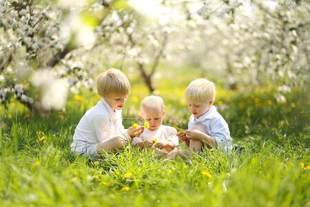 Three happy little children, including two brothers and their baby sister, are sitting under the blossoming apple trees at the orchard, picking yellow flowers on a sunny spring day.の写真素材