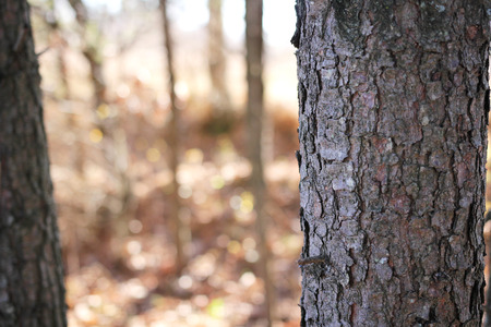 Close up on the bark on the trunk of a pine tree in the forest in autumn.の写真素材