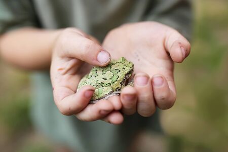 The dirty hands of a little boy who has been playing and exploring outside are gently holding a gray treefrog.の写真素材