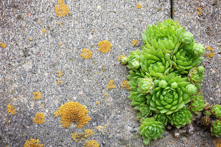 A beautiful display of Hens and chicks Houseleeks Succulents are growing in the crack of an old cement wall.の写真素材