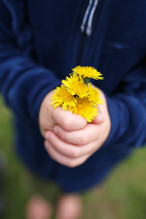 The hands of a little child are holding a fresh picked bouquet of yellow Dandelion Flowers.の写真素材