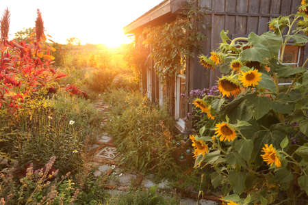 A beautiful little hand built shed is surrounded by Sunflowers and flowers in an Autumn cottage garden at sunset.の写真素材