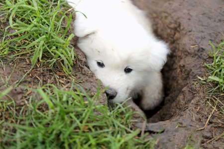 A cute little fluffy white Samoyed Puppy is laying in a muddy hole outside.の写真素材