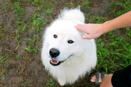 A happy fluffy white Samoyed dog is being petted on the head by a child.