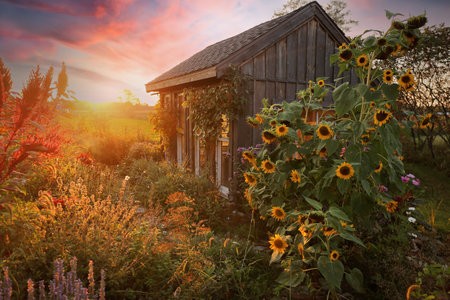 A beautiful little hand built shed is surrounded by Sunflowers and flowers in an Autumn cottage garden at sunset.の写真素材