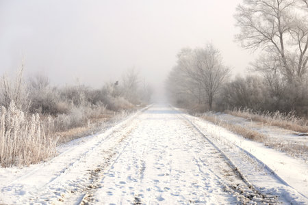 A foggy winter road lined by trees is leading down a mysterious misty path.