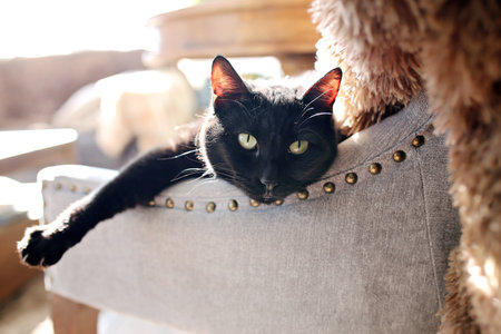 A cute black house cat is relaxing on a sunny chair with his paws over the arm, and is stretching his leg.の写真素材