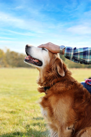 A very happy old Golden Retriever Dog is smiling with bliss and his eyes closed as he enjoys a pet on his head outside on a summer day.の写真素材