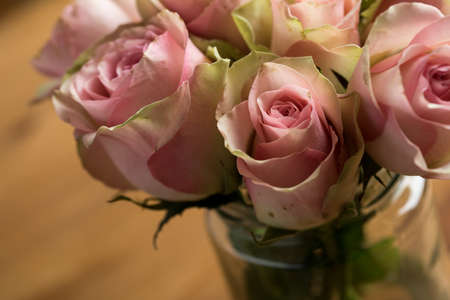 Bouquet of cream, pink and pink color Cezanne rosesの写真素材