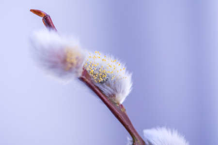 Male catkin willow with water drops and yellow pollenの写真素材