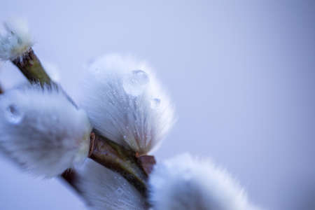 Male catkin willow with water drops and yellow pollenの写真素材