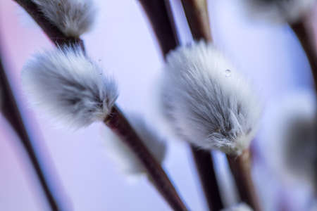 Male catkin willow with water drops and yellow pollenの写真素材