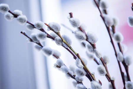 Male catkin willow with water drops and yellow pollenの写真素材