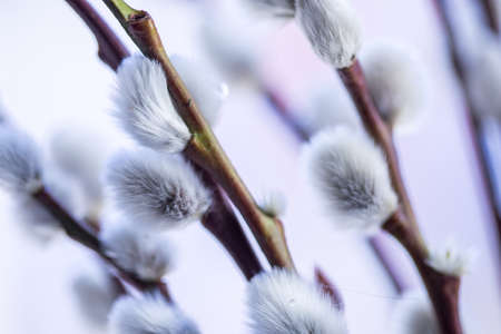 Male catkin willow with water drops and yellow pollenの写真素材