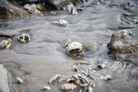 Open Pacific oyster with snail pearl in German north sea wadden mudflatの写真素材