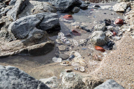 Oyster, stones and blue mussels in noth German sea mudflat during ebbの写真素材