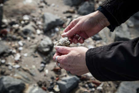 Woman collecting wild pacific oyster during mudflat walking in German North Wadden Seaの写真素材