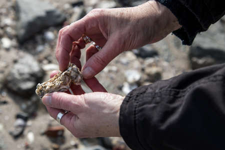 Woman collecting wild pacific oyster during mudflat walking in German North Wadden Seaの写真素材