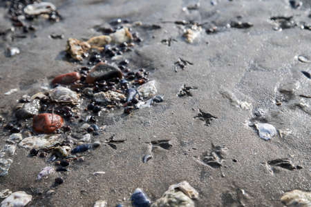 Bird footprints in german north sea mudflatの写真素材
