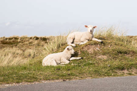 Two white-headed sheep lamps graze on dune meadow of North German island Syltの写真素材