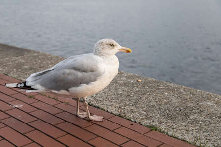 Herring gull at German north sea south beach Bontekai in Wilhelmshaven Friesland Germanyの写真素材