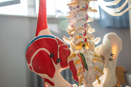 Thoracic spine with spinal, spine bones, disc and hip bone of human skeleton model for medical educationの写真素材