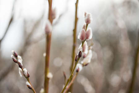 Catkin pussy willow twigs on bush tree in parkの写真素材