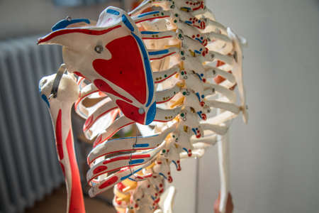 Thoracic spine with spinal, spine bones, disc, blade, rips and rip cage of human skeleton model for medical educationの写真素材