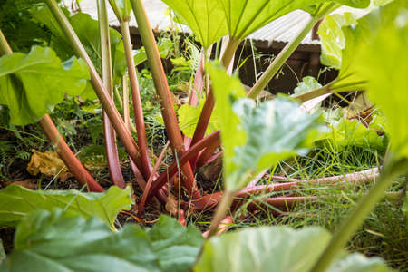 Fresh, raw rhubarb plant with leaves and stalks in vegetable patch during early summer June