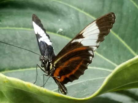 Butterfly Red and Black with white Spots