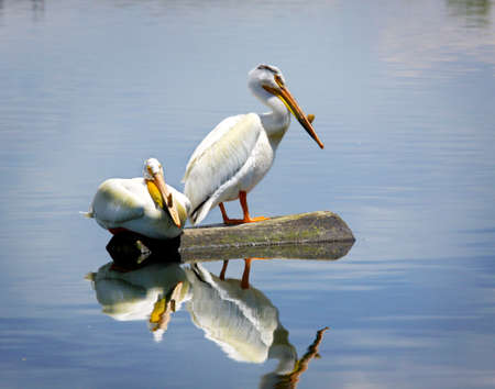 Two white pelicans sitting on a log (landscape)の写真素材