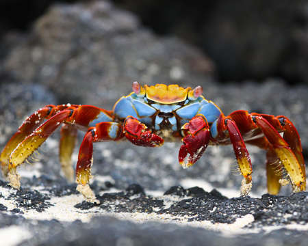 Sally Lightfoot Crab on a rock in the Galapagosの写真素材
