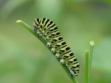 Old World Swallowtail の写真素材