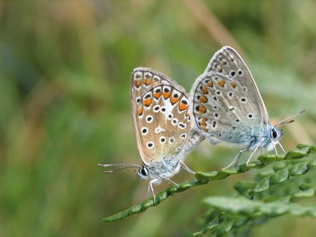 butterfly matingの写真素材