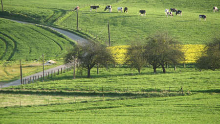 meadow with trees and cowsの写真素材