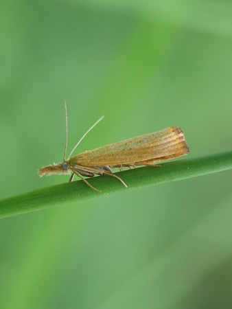 small moth looking anxiousの写真素材