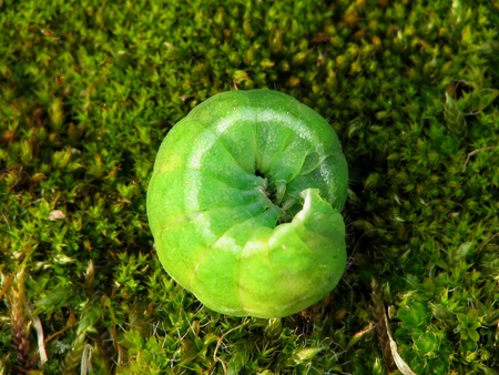 caterpillarの写真素材