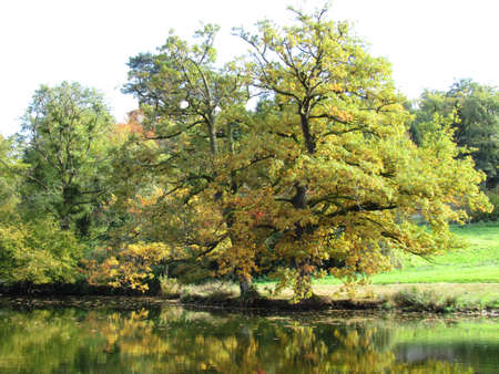 oaks overlooking a pondの写真素材