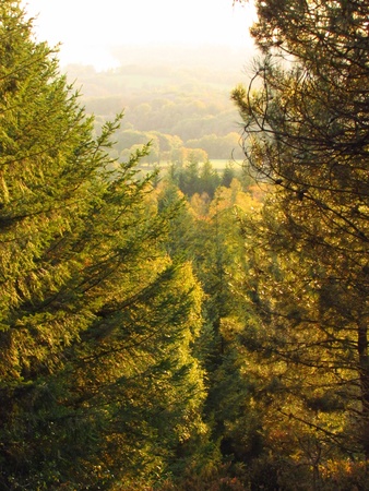 forest in autumnの写真素材
