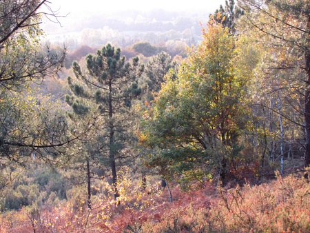 forest in autumnの写真素材