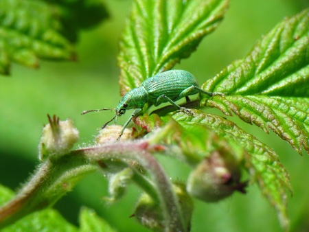 Phyllobius argentatusの写真素材