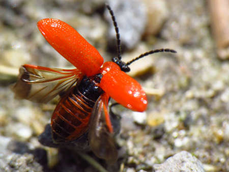 Lilioceris lilii lily leaf beetle taking offの写真素材