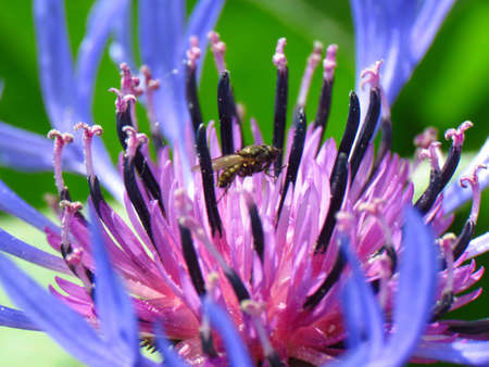 Fly attics pollenia rudis on knapweed