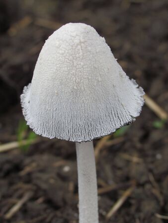 Snow White Coprin Coprinus niveus  Snowy ink cap の写真素材