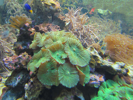 Green coral