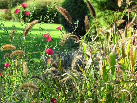 Romantic gardenの写真素材