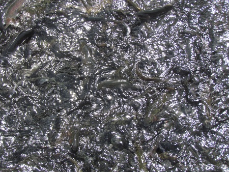salmon in a pool of breeding