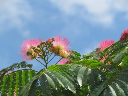 Albizia flowerの写真素材